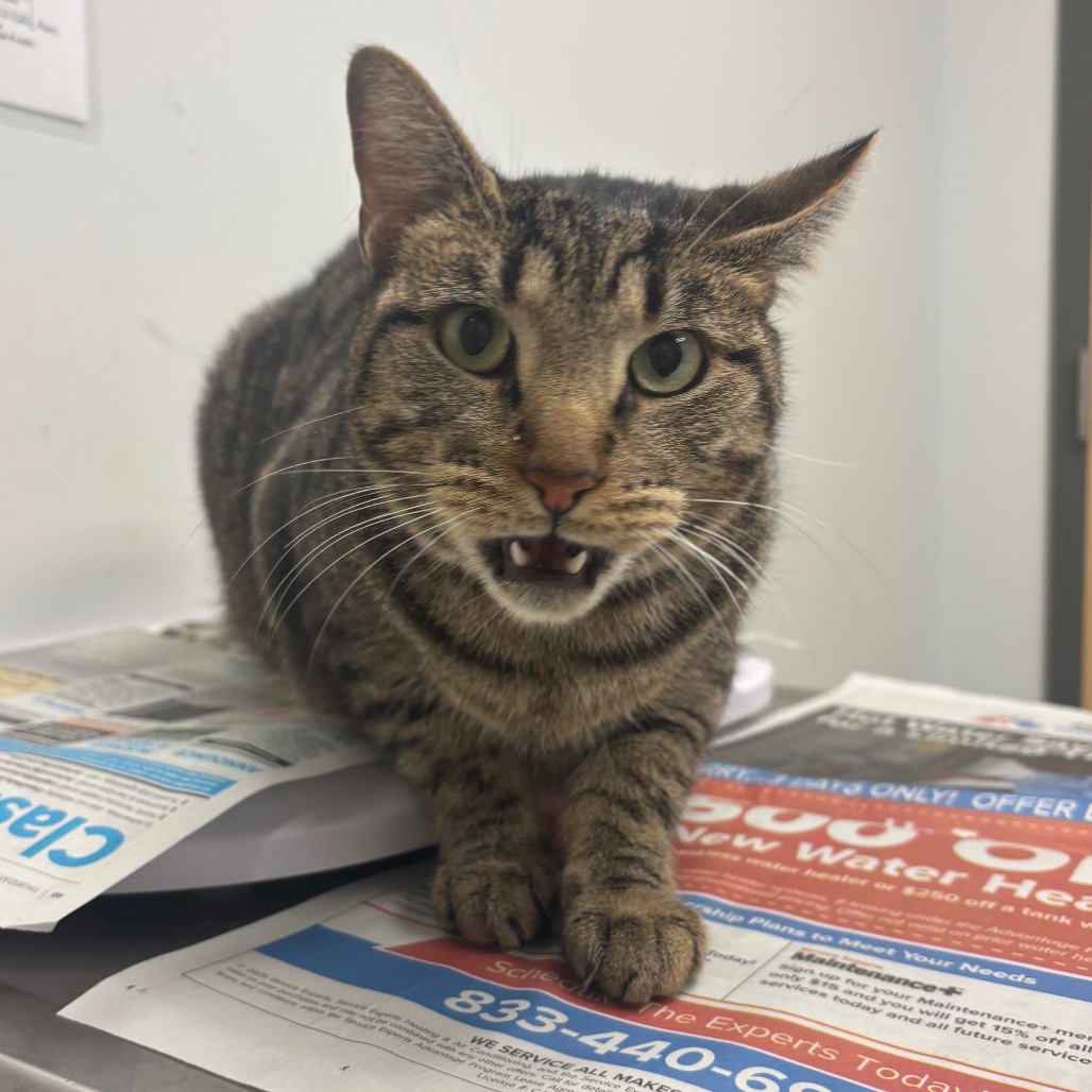 MISTER - Domestic Shorthair available for adoption