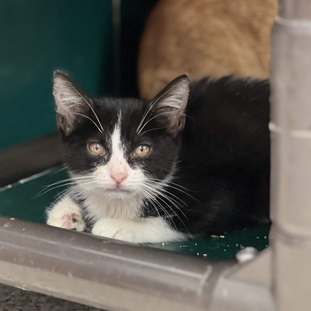 NANI (663633) - Domestic Shorthair available for adoption