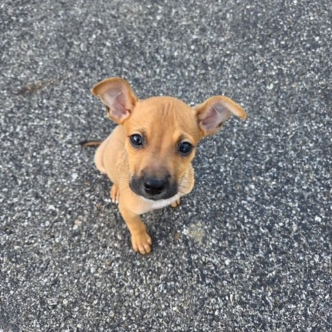 SCRAPPY DOO - Mixed Breed (Small) for adoption in Dayton