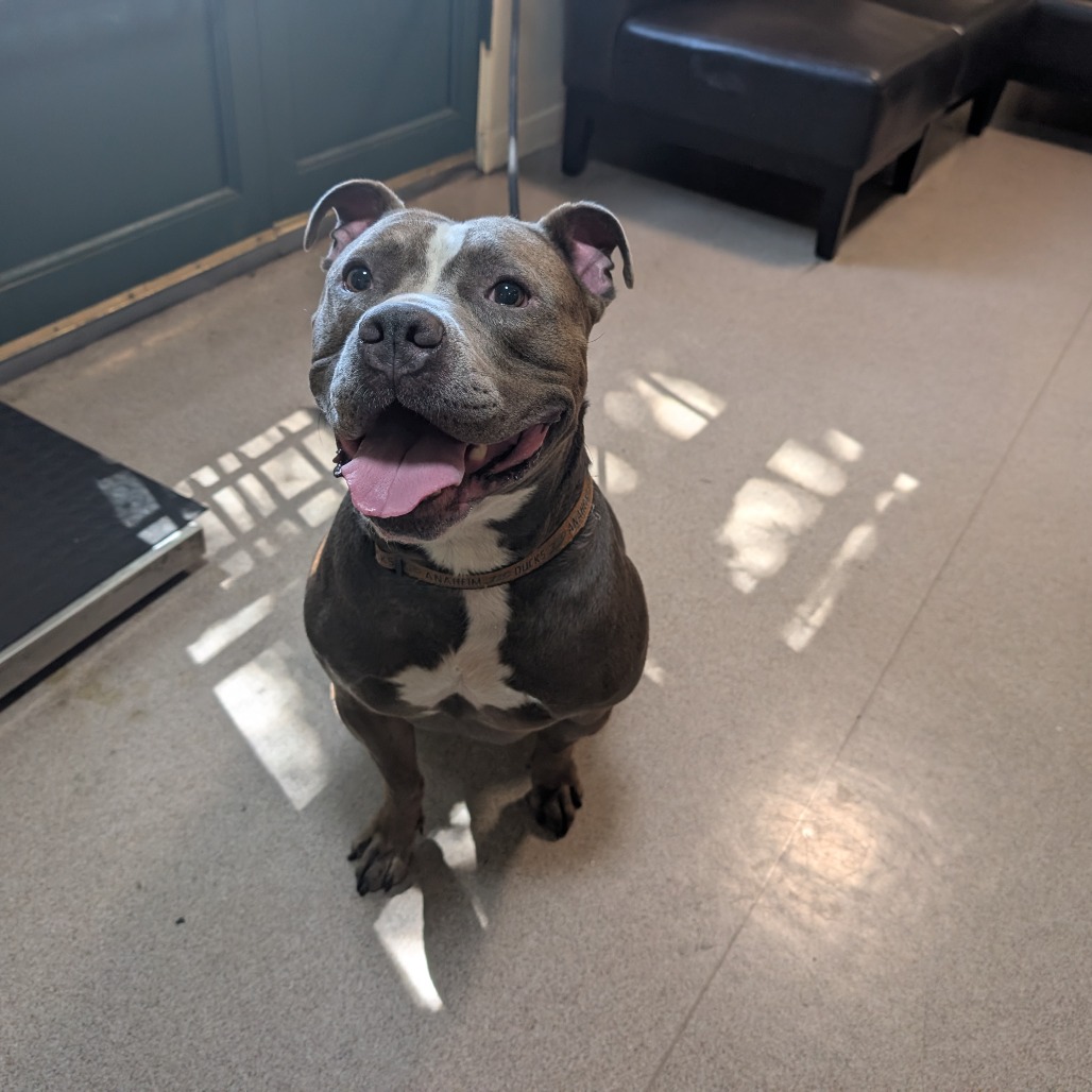 Pit Bull
