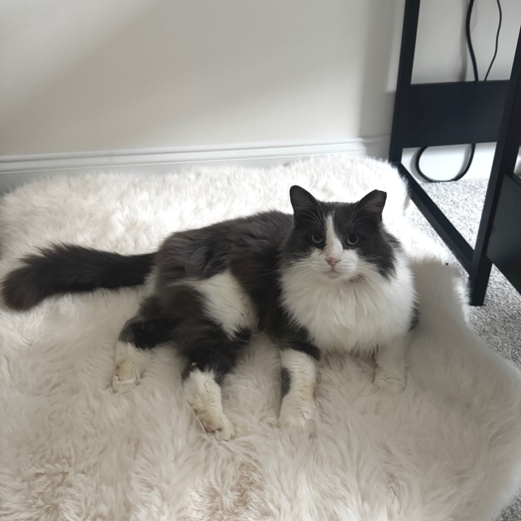 Foxy — thumbnail 5