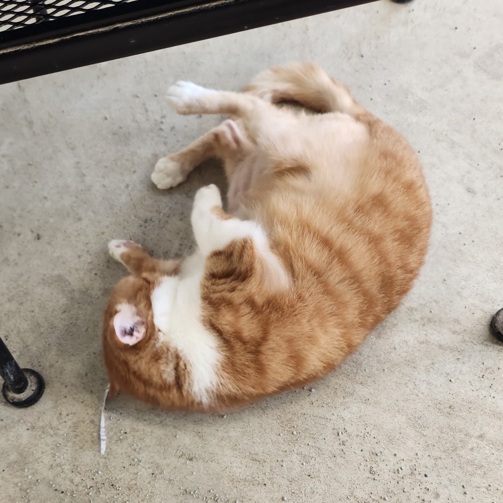 Fanta — thumbnail 5