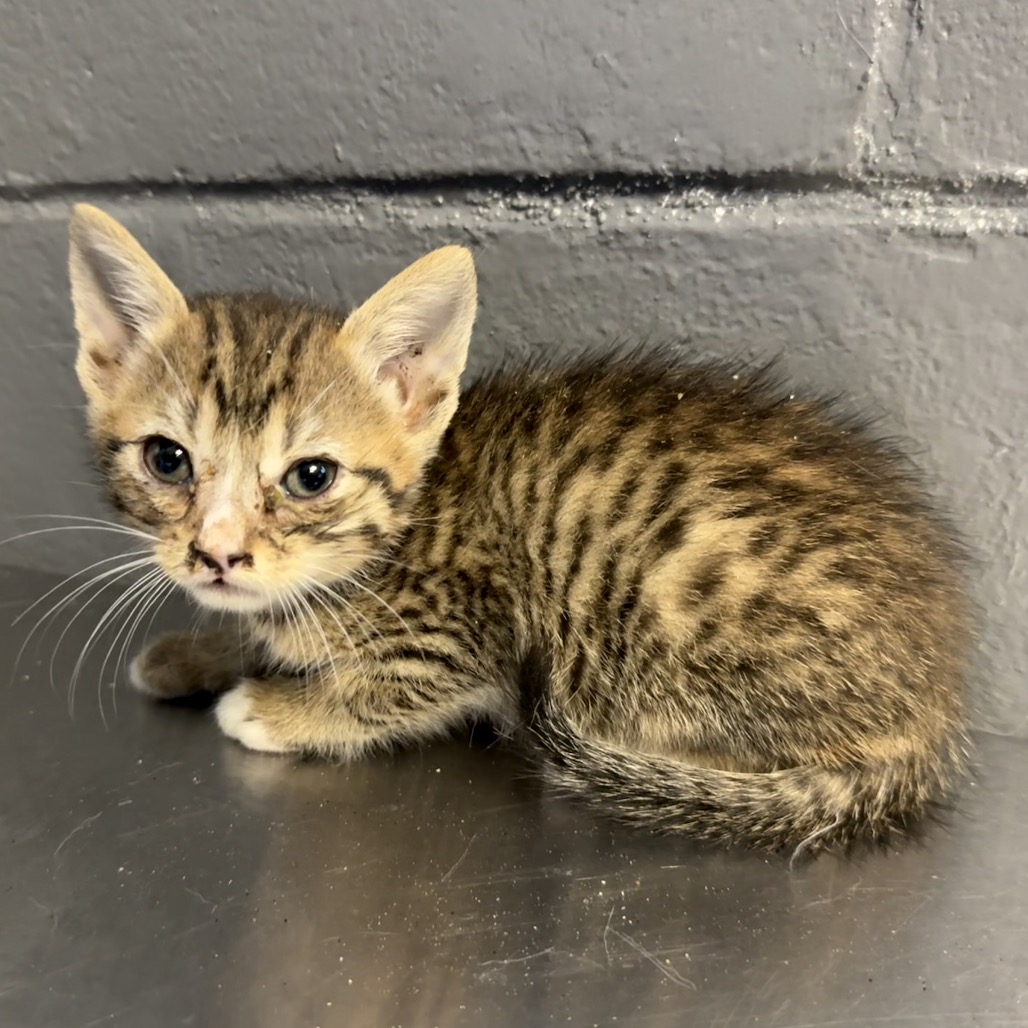 Tusc Stray 84128 2