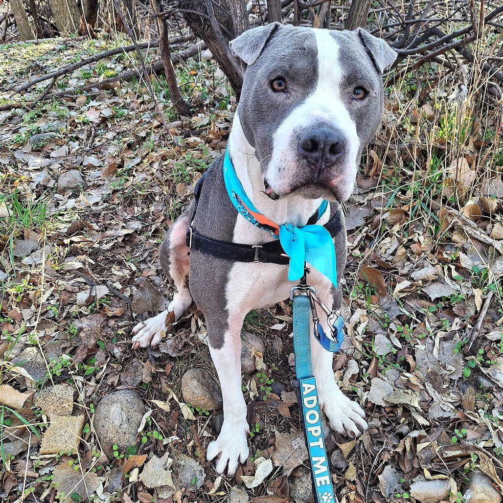 Lil' Ears McGee — thumbnail 2