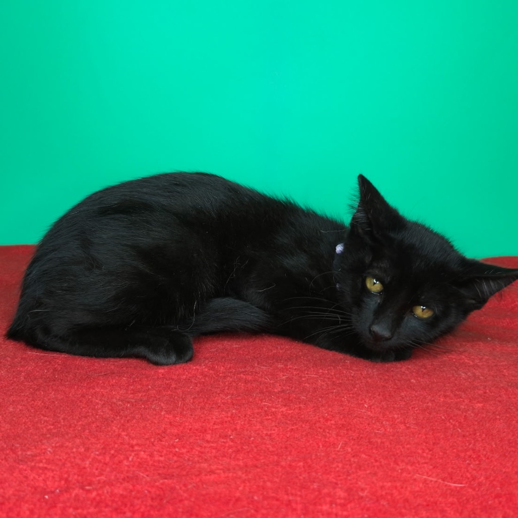 FRITZ - Domestic Shorthair available for adoption