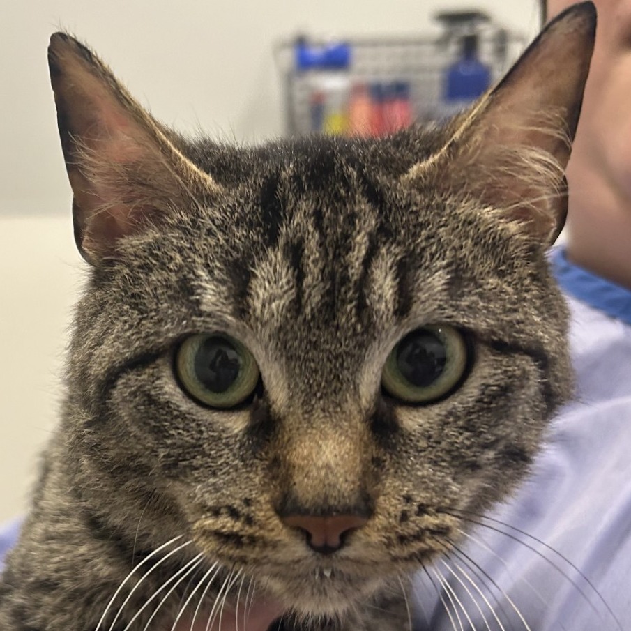 Maxine — thumbnail 2