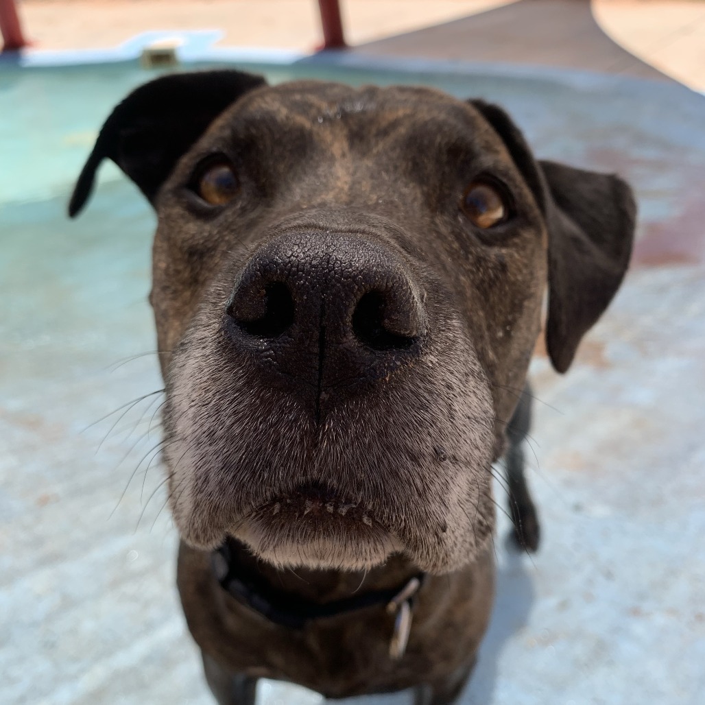 Suki, photo 15