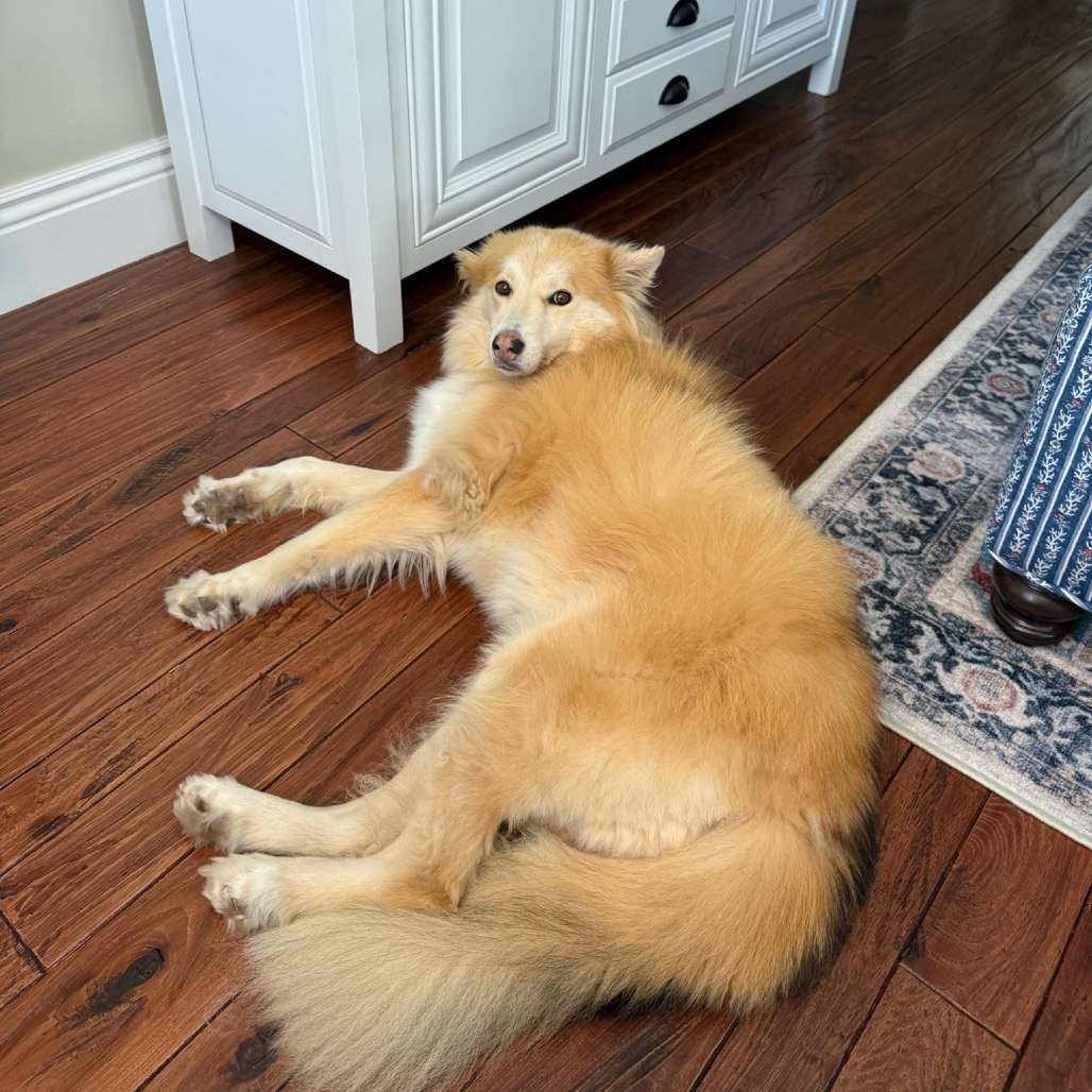 COOKIE, photo 26