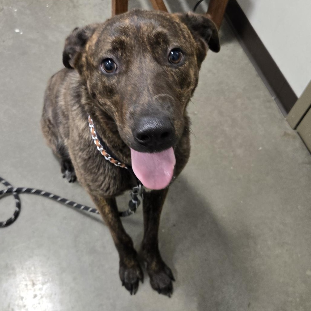 PAPRIKA - Mixed Breed (Large) available for adoption