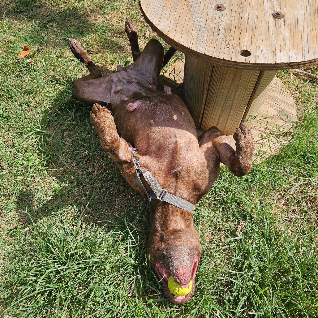 Laurel, additional photo
