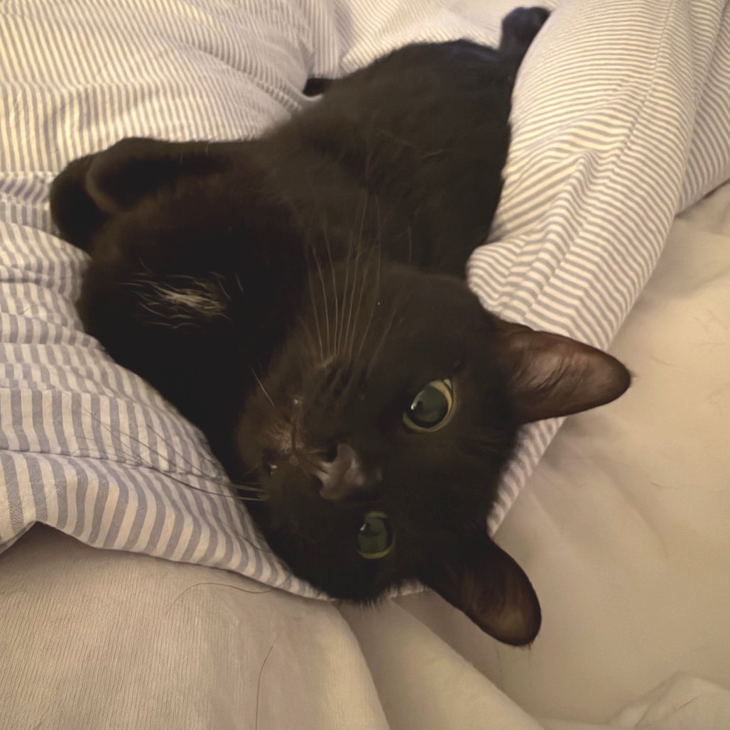 Licorice