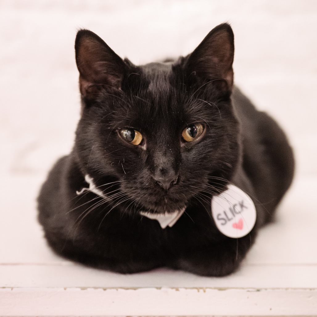 Slick — thumbnail 3