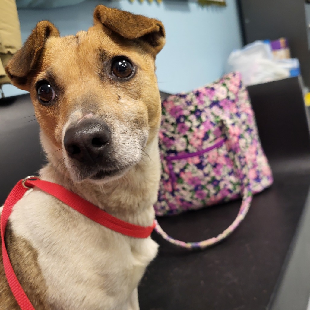 Myrtle — thumbnail 5