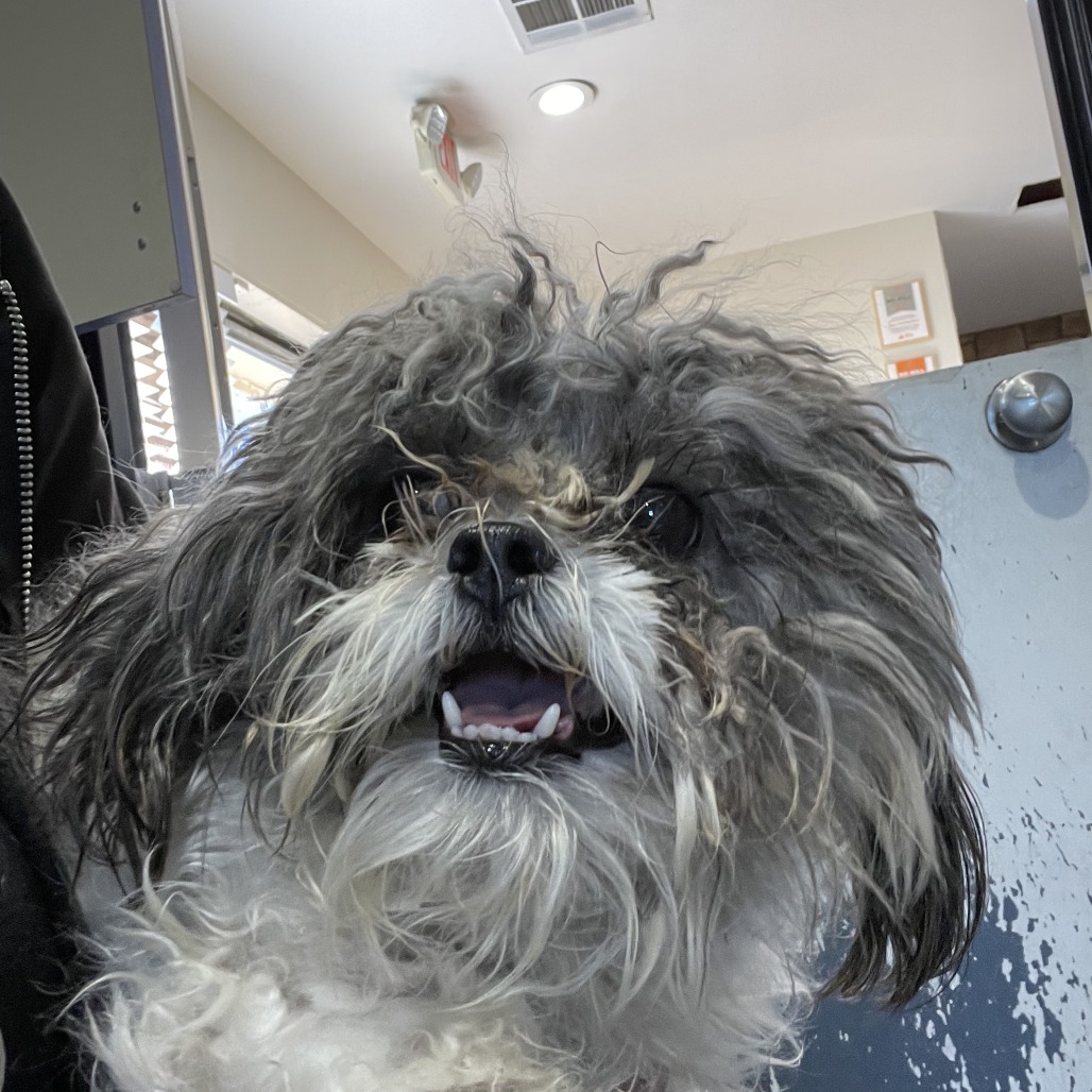 Valentina *STRAY HOLD - NOT AVAILABLE*