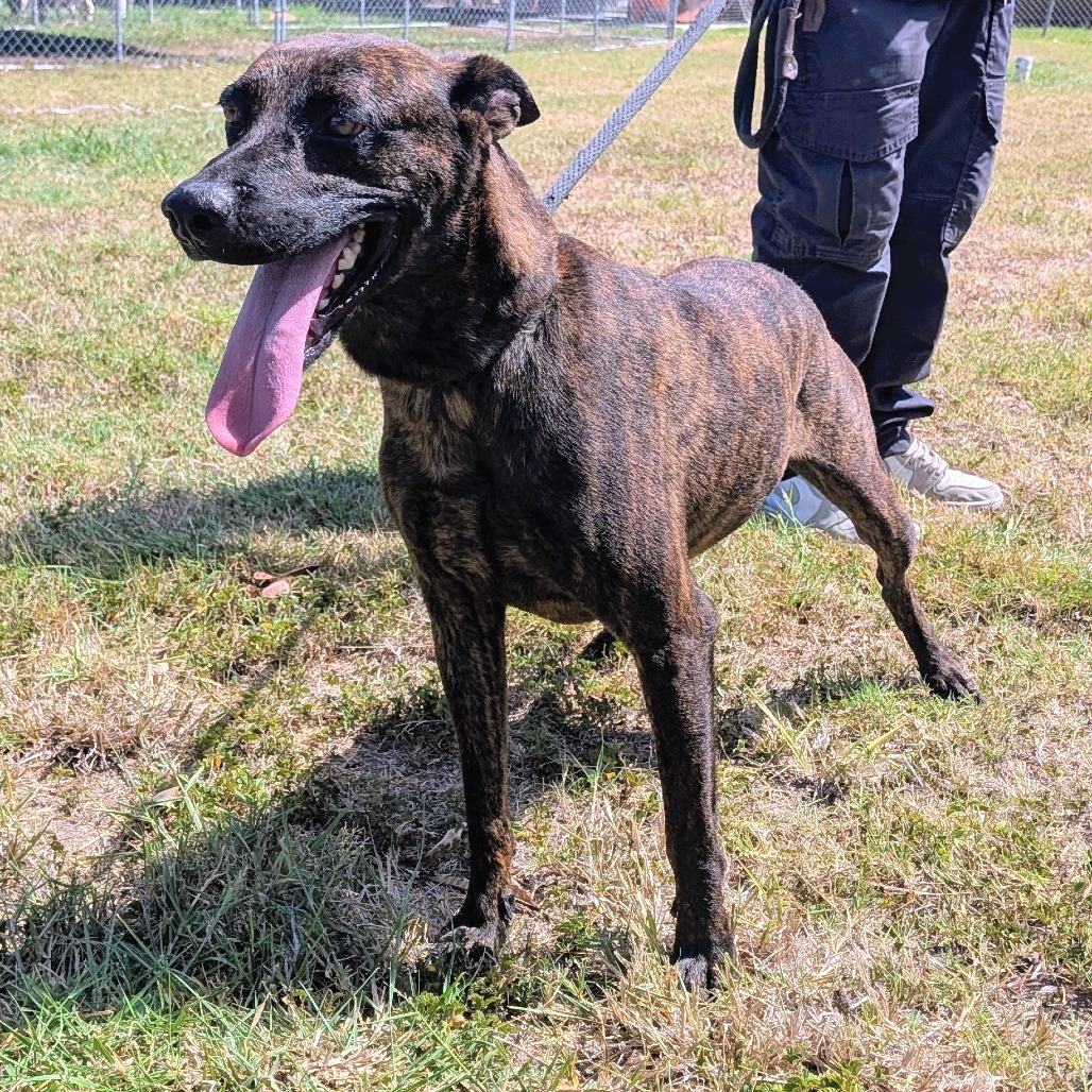 BRUCE - Shepherd available for adoption
