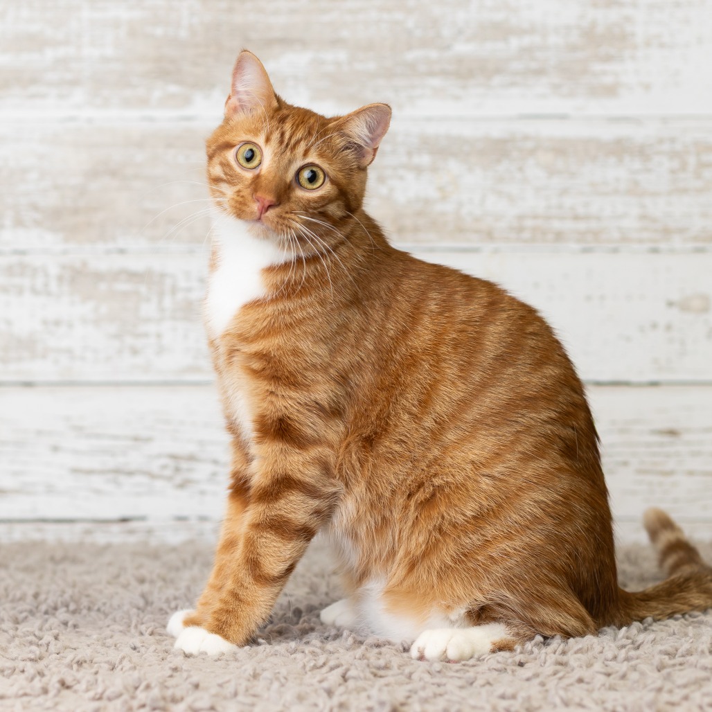 Henry Mittens, photo 5