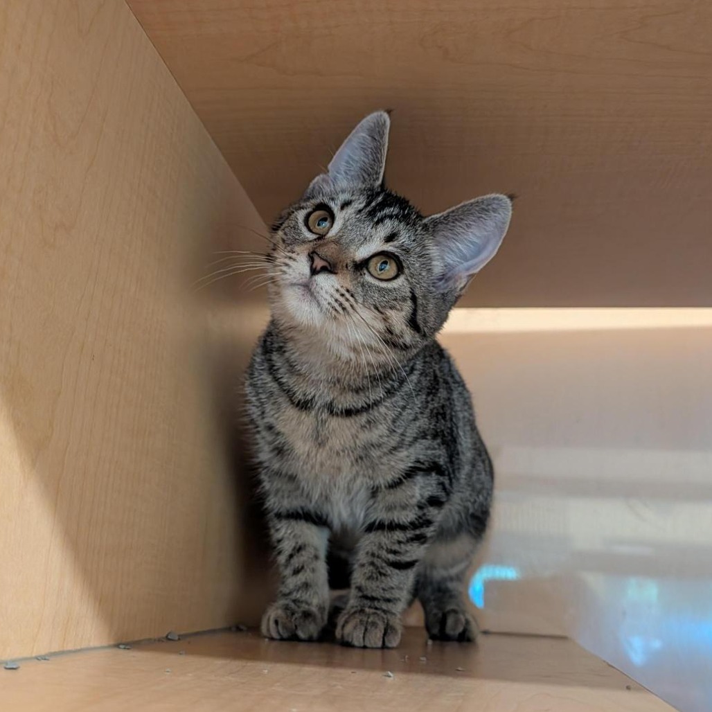 SUE - Domestic Shorthair available for adoption
