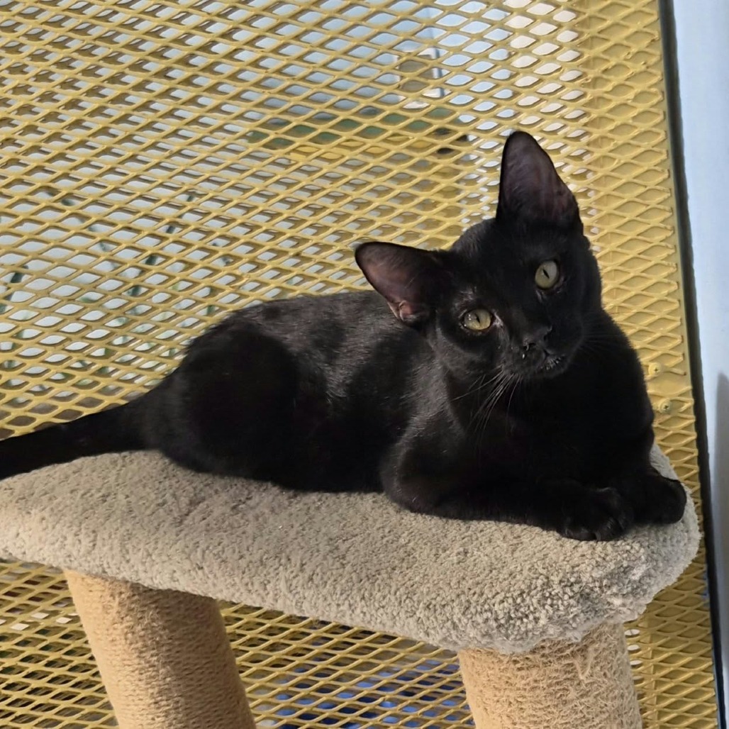 SAPPHIRE - Domestic Shorthair available for adoption