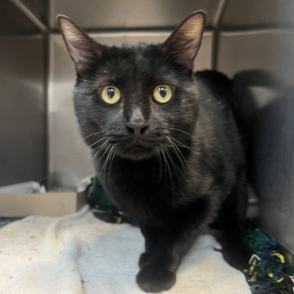 COBRA BUBBLES (663601) - Domestic Shorthair available for adoption