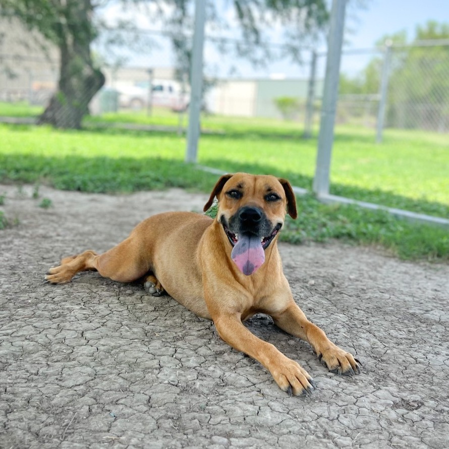 PEPPY - Shepherd / Mix available for adoption