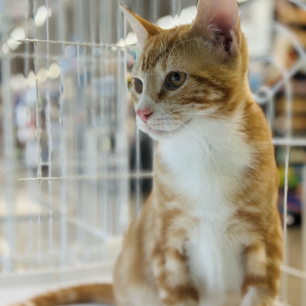 Gordy — thumbnail 2