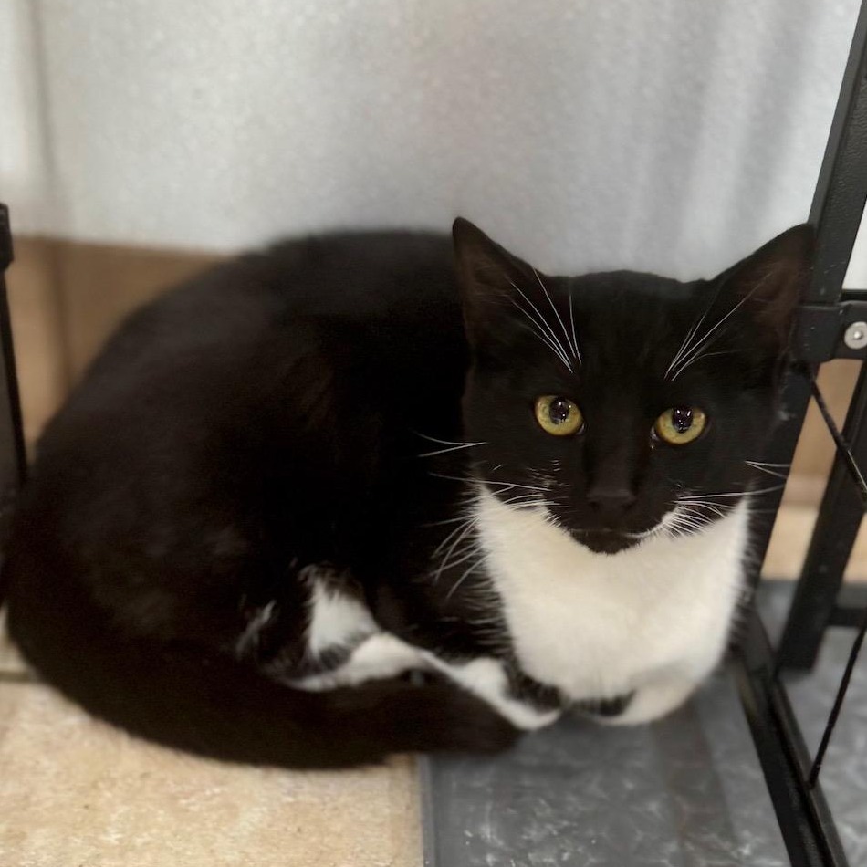 TACO - Domestic Shorthair available for adoption