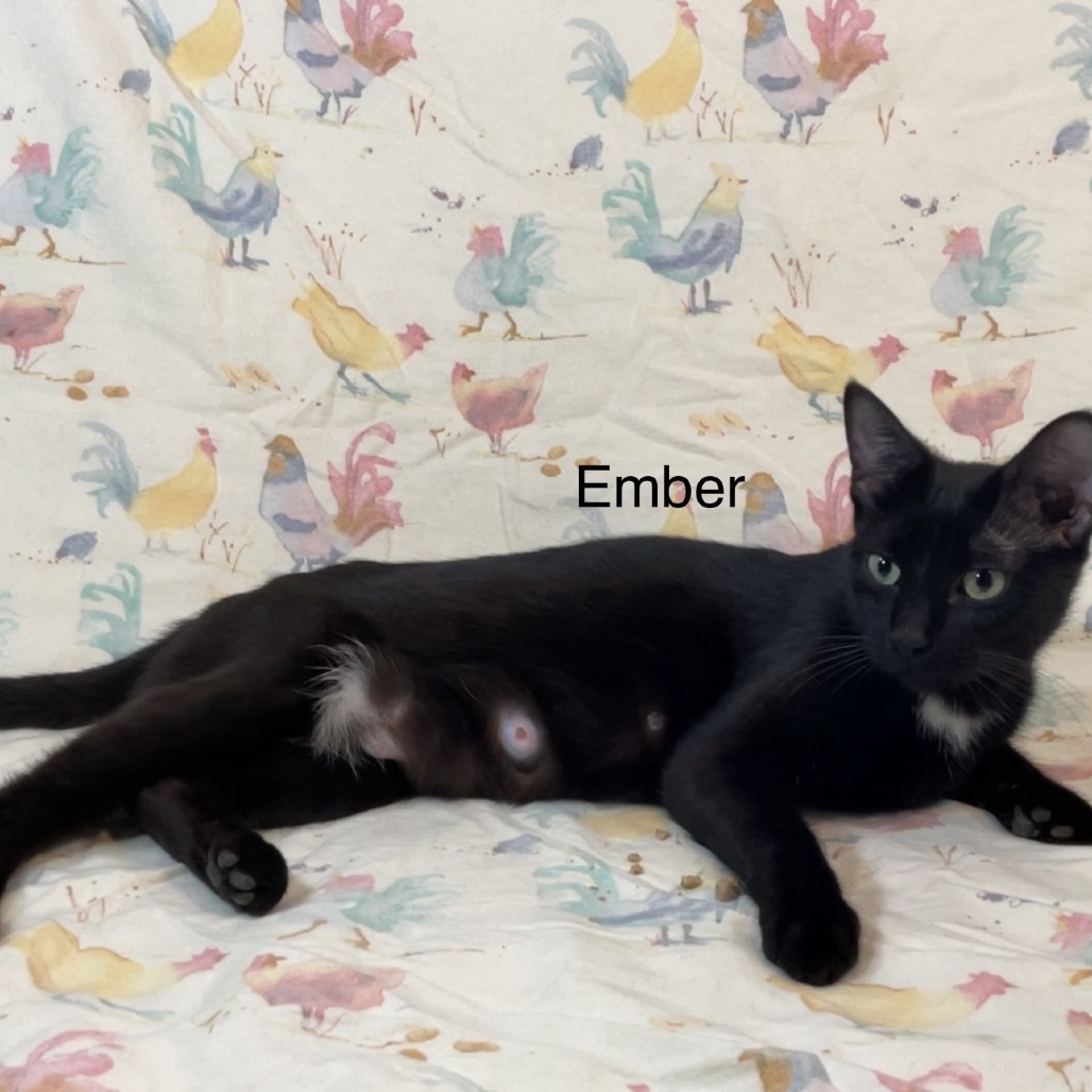 Ember
