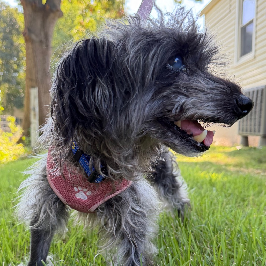Herschel, photo 12