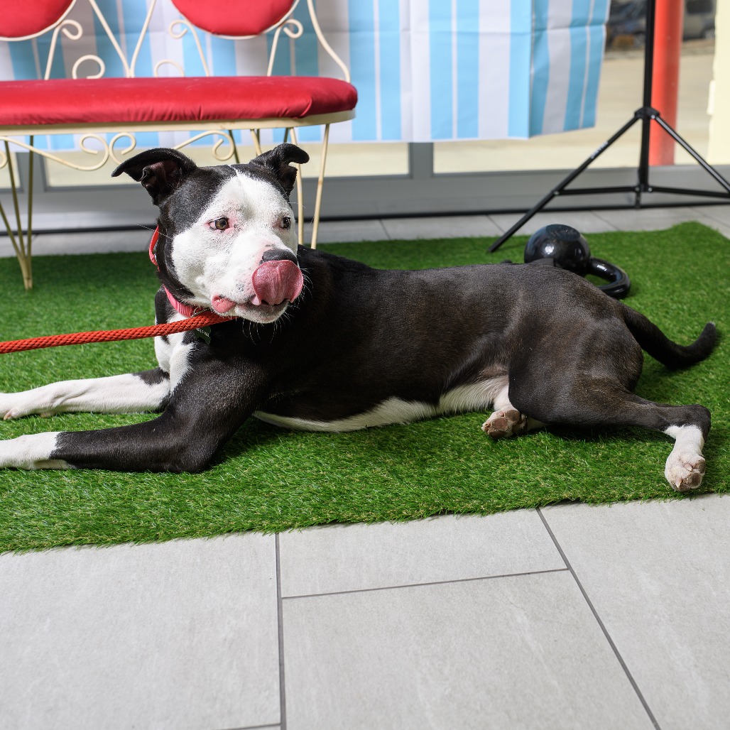 Photo of Tux (Silko)