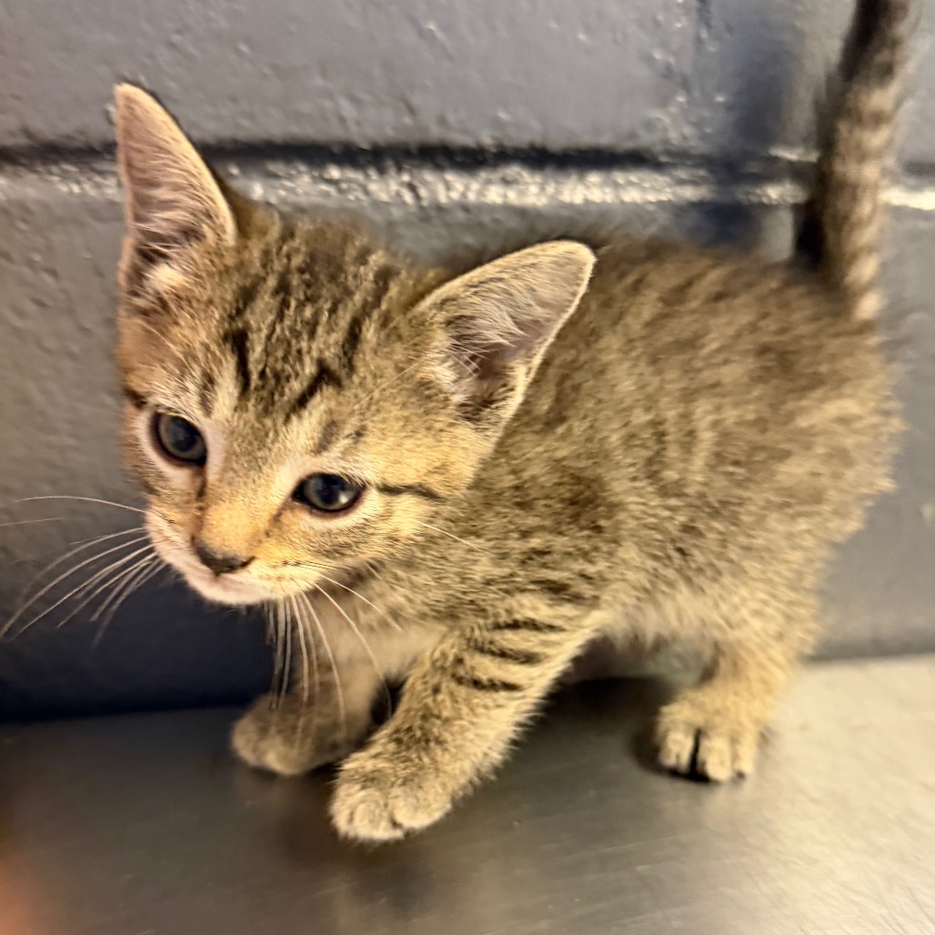 Tusc Stray 84514 2