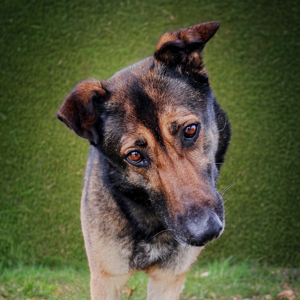 Polly, an adoptable dog at SPCA-BC