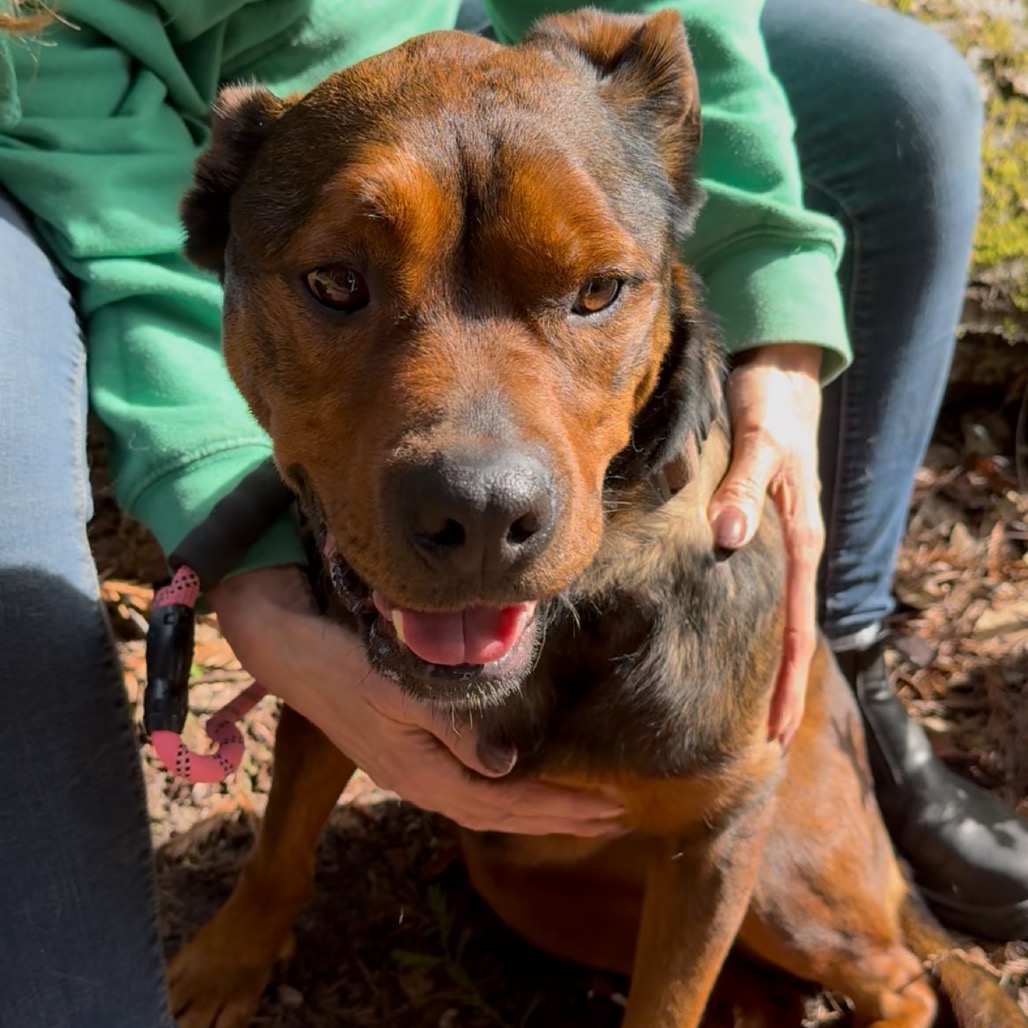 Cutie Pie — thumbnail 4