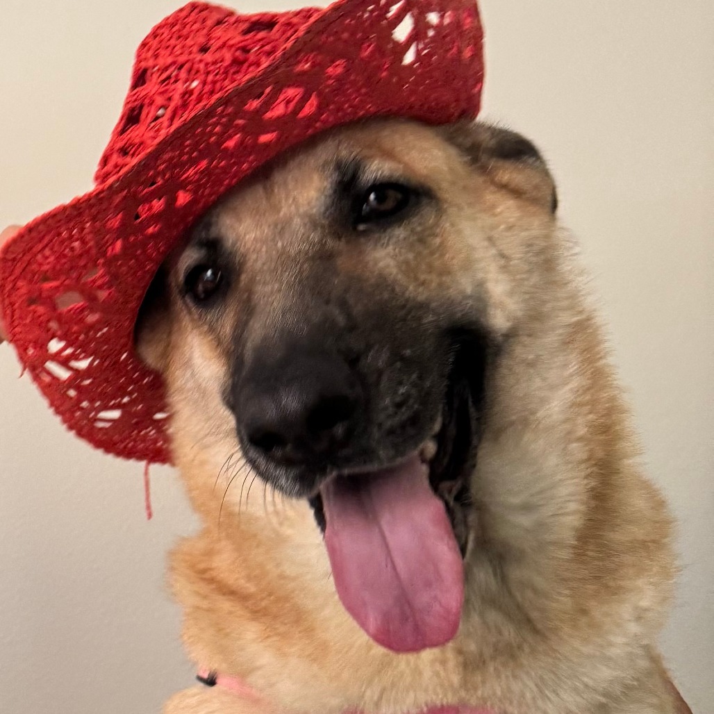 SASHA - Shepherd available for adoption