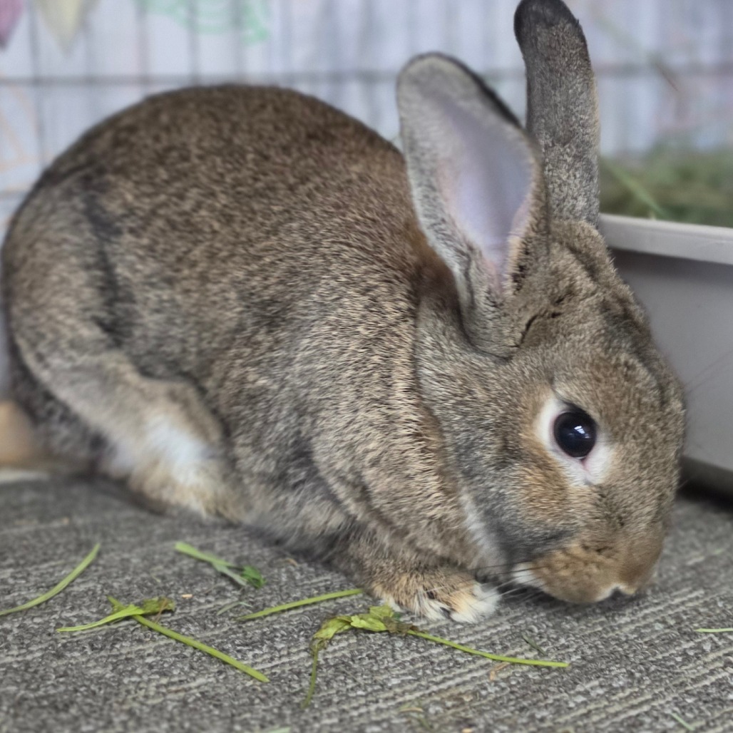 Zeus - Chino Hills Location, photo 10