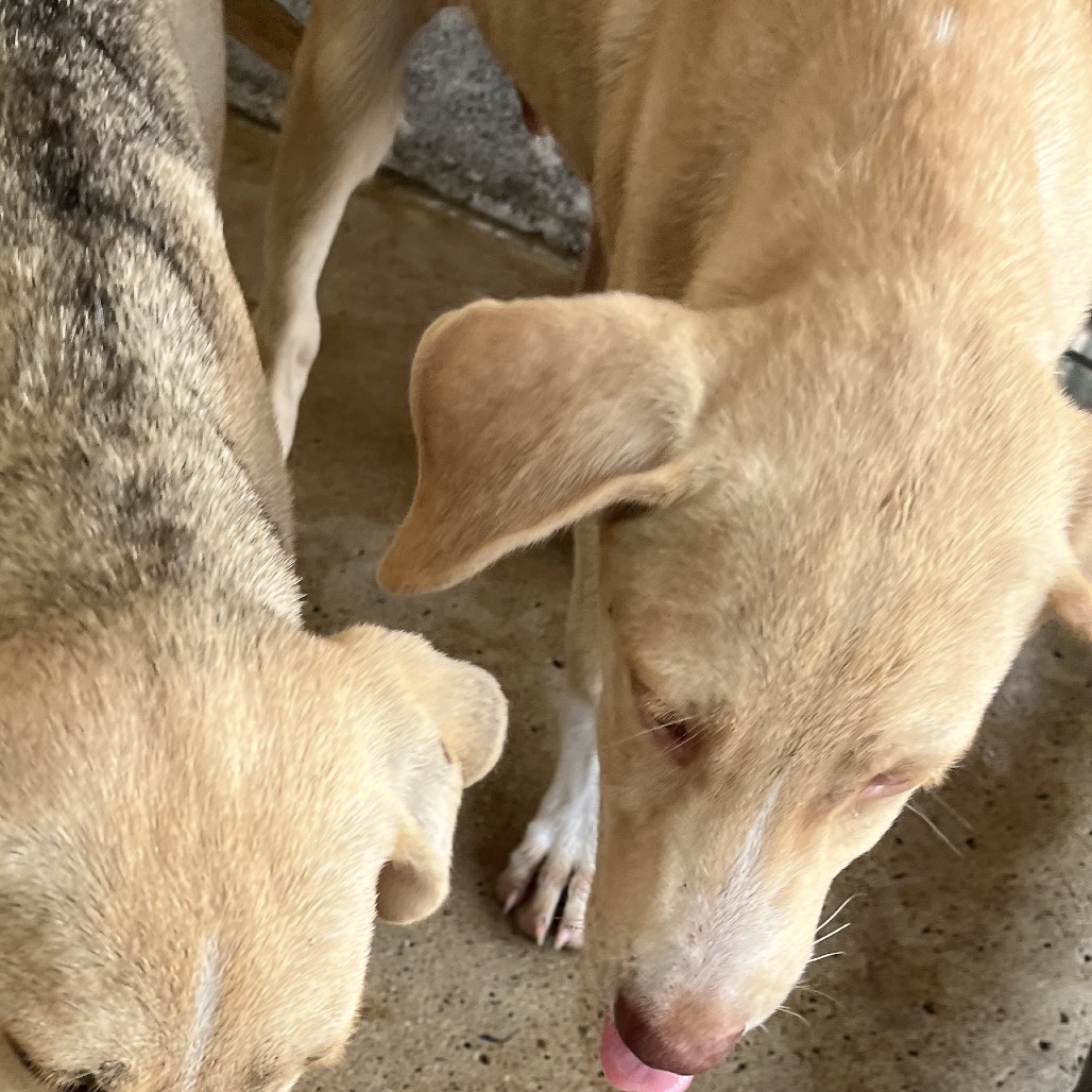 PENNY - Retriever, Yellow Labrador / Shepherd available for adoption
