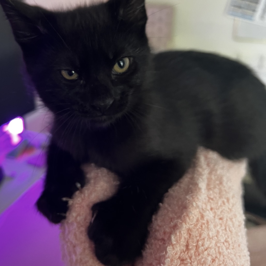Salem - polydactyl, an adoptable cat