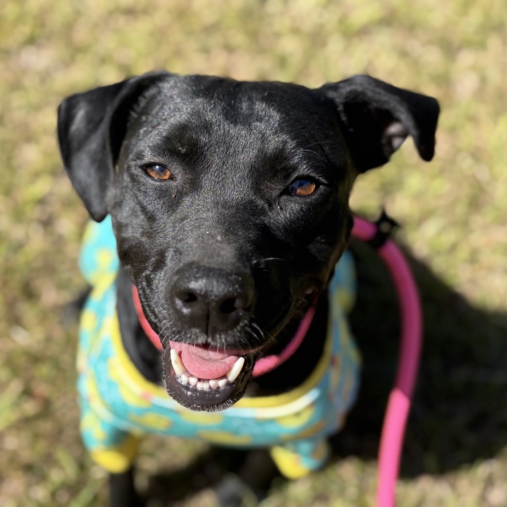 Tia (waiting for 1 1/2 years), photo 16