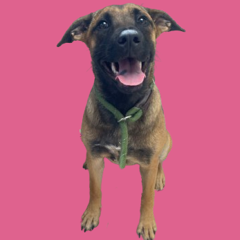Tusc Stray 81436
