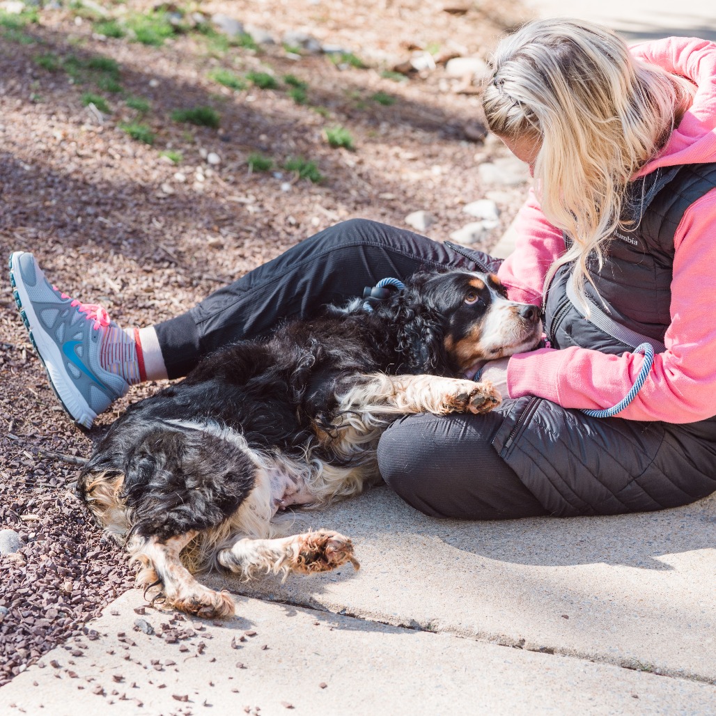 Casey - Phoenix Animal Rescue