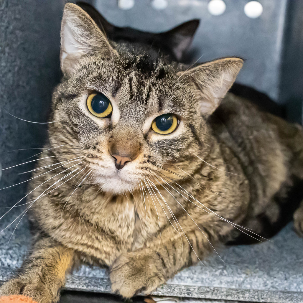 Satay — thumbnail 3