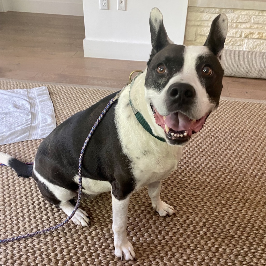 Bluebelle, additional photo