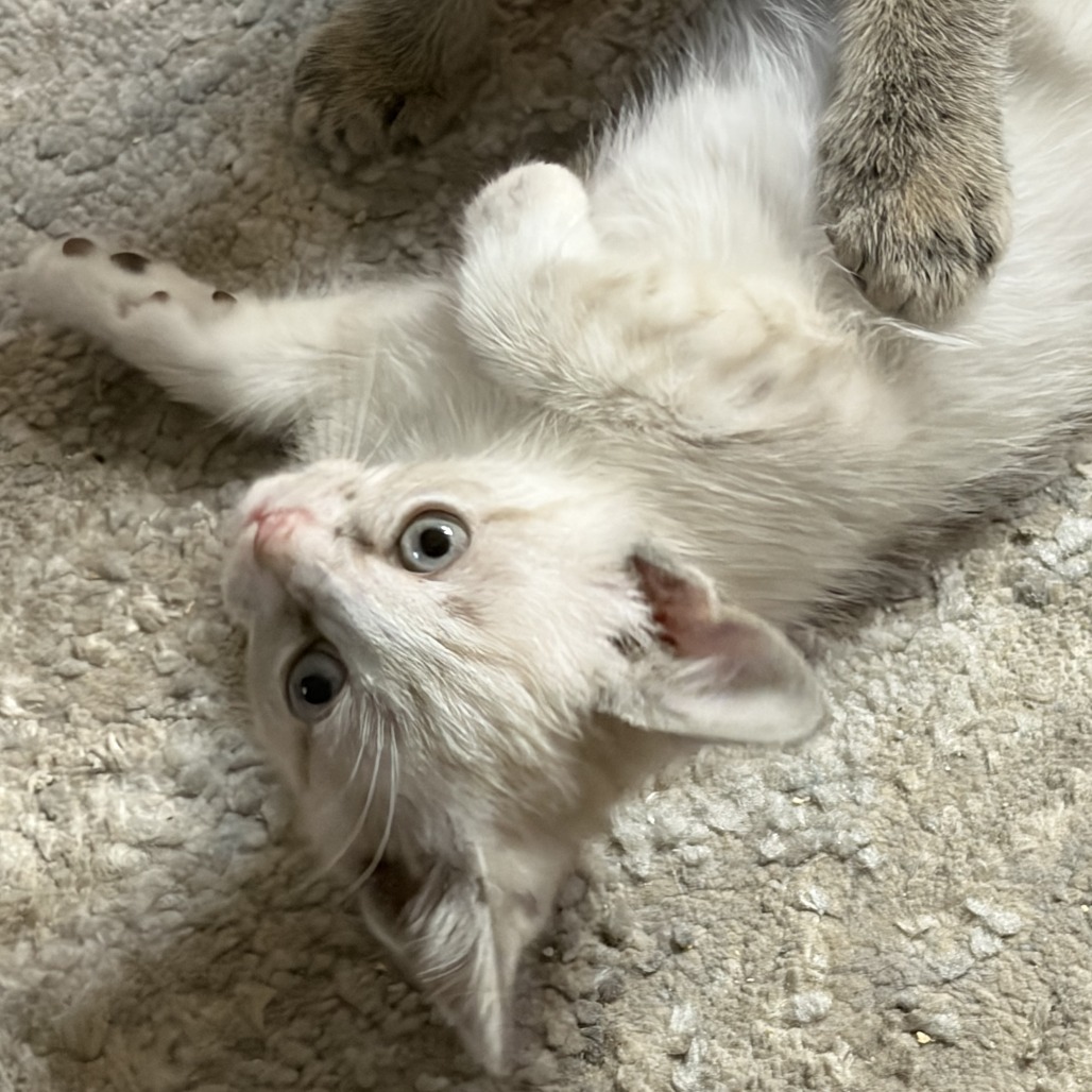 AURA - Domestic Shorthair available for adoption