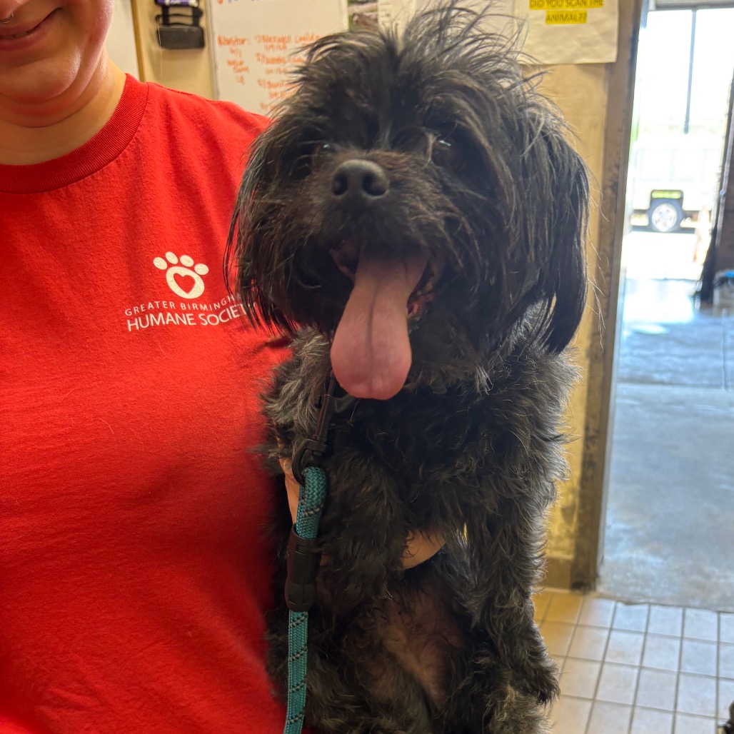 Shih Tzu