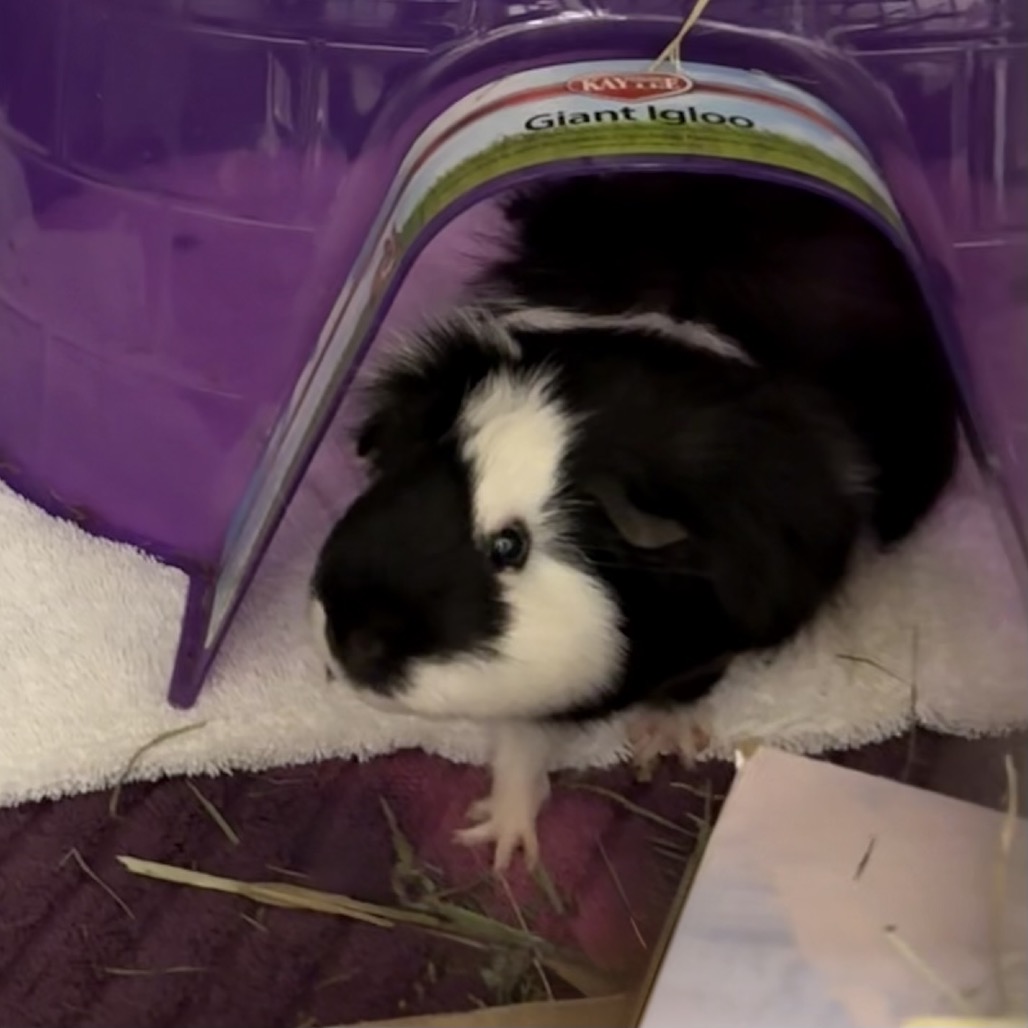 Photo of Dian and Pudding 4