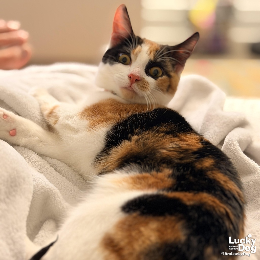 TRIPIE - Domestic Shorthair available for adoption