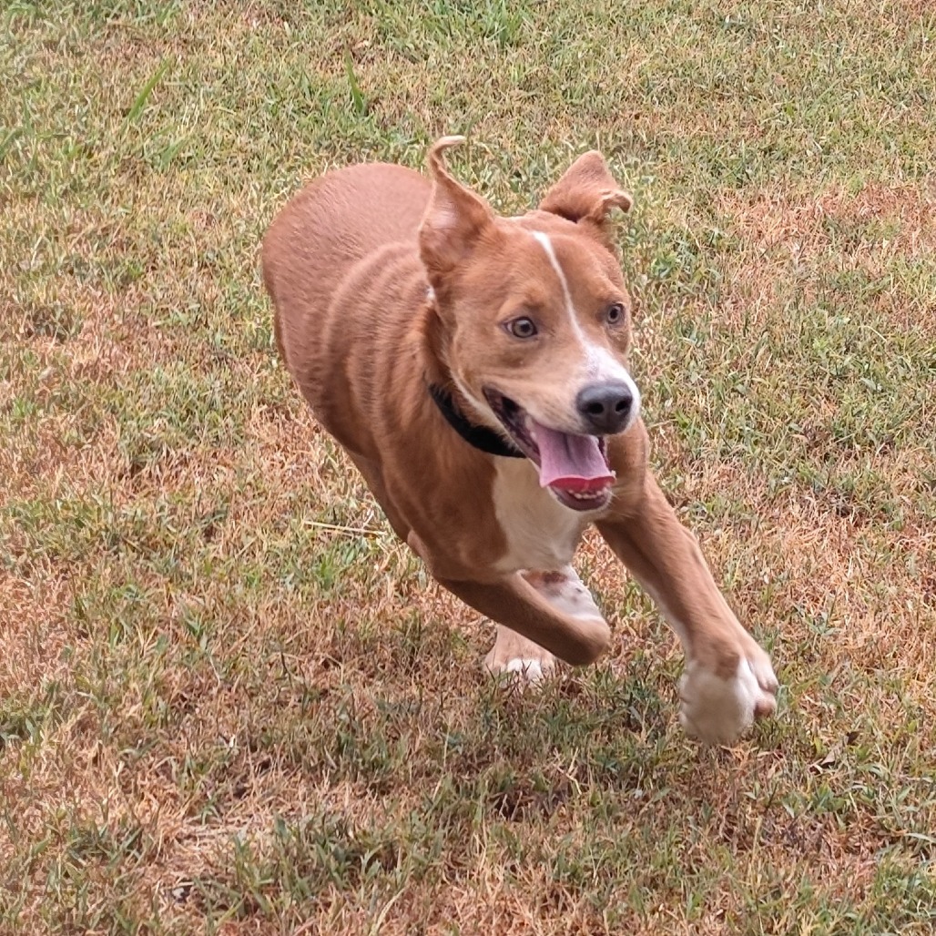 Bruno photo 4