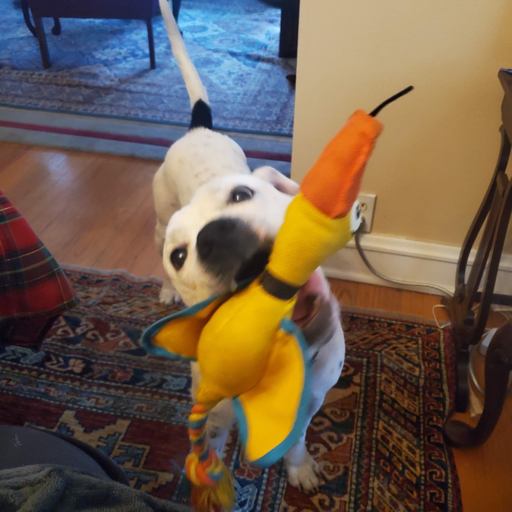 Chadwick — thumbnail 3