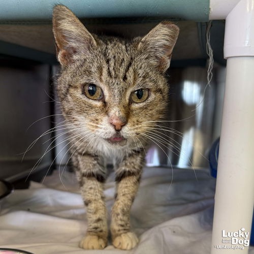 ROSEMARIE - Domestic Shorthair available for adoption