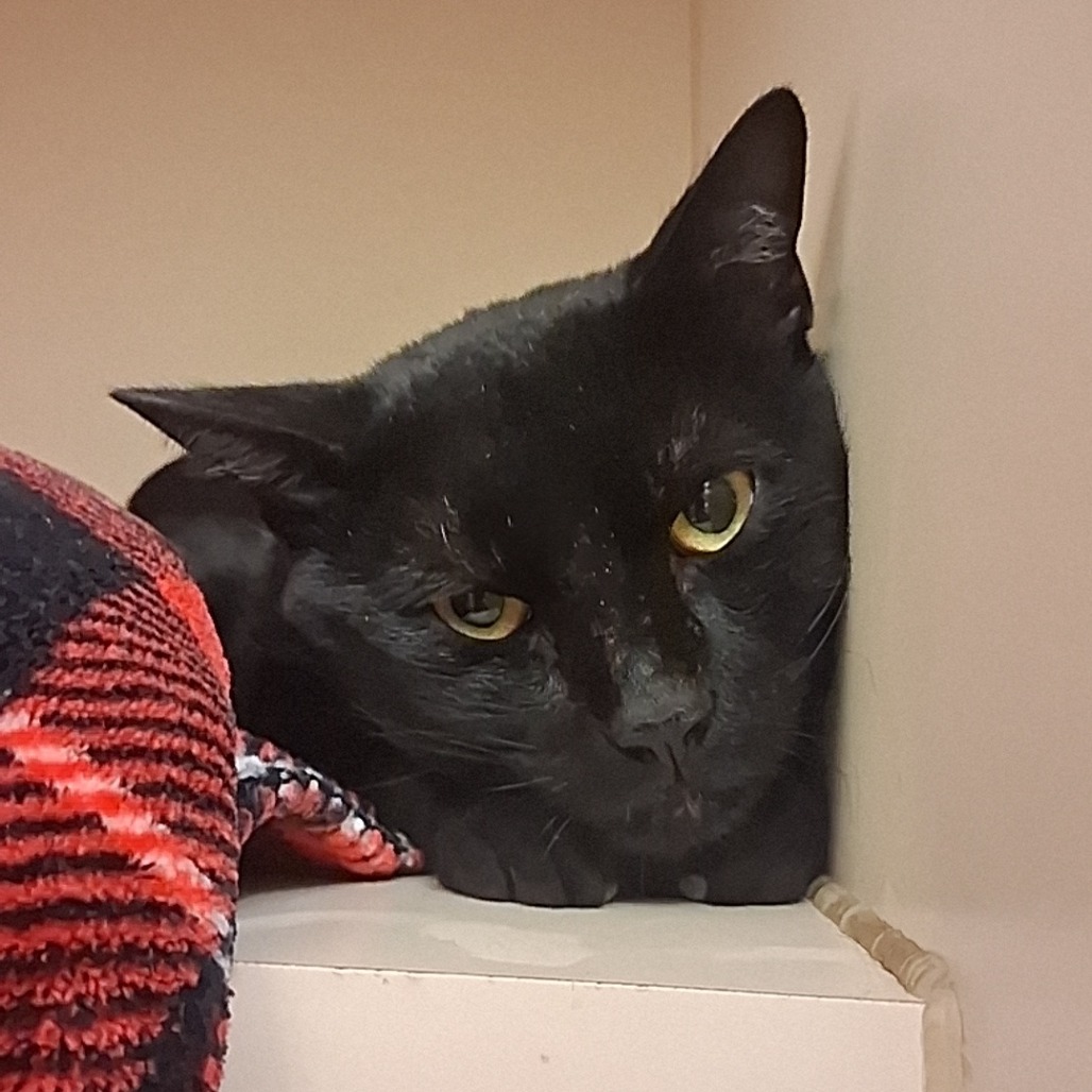 JACOB - Domestic Shorthair available for adoption
