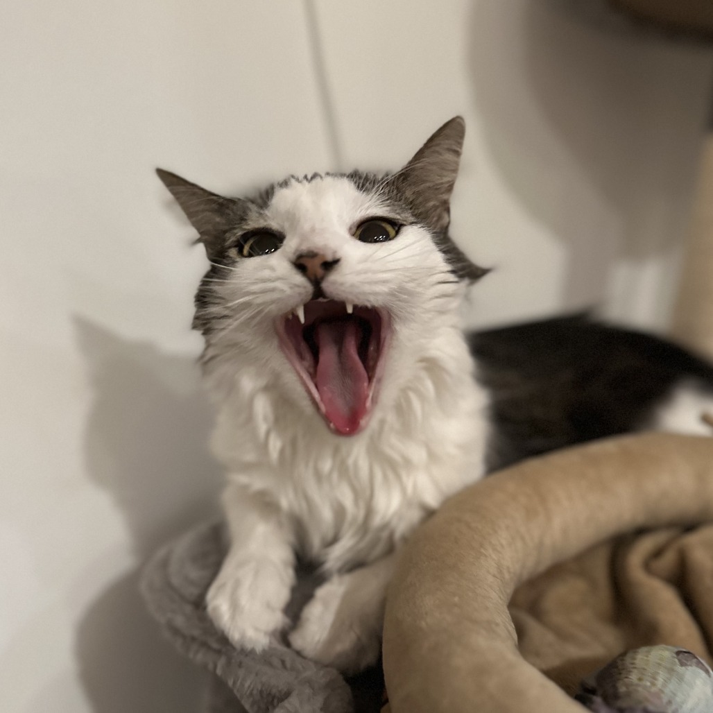 Blossom- $0 Adoption Fee!